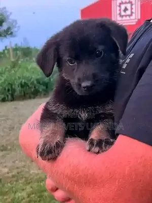 1-3 months Male Purebred German Shepherd