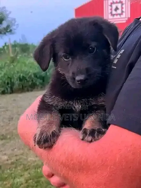1-3 months Male Purebred German Shepherd