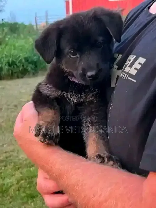 1-3 months Female Purebred German Shepherd