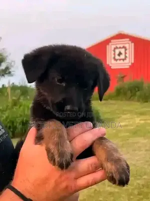 0-1 month Female Purebred German Shepherd