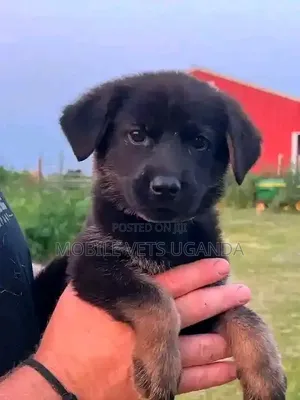 3-6 months Female Purebred German Shepherd