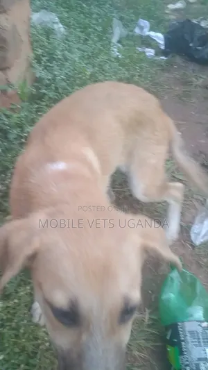 3-6 months Male Mixed Breed German Shepherd