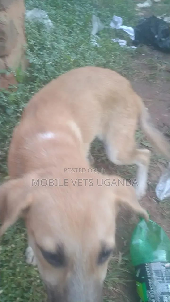 3-6 months Male Mixed Breed German Shepherd