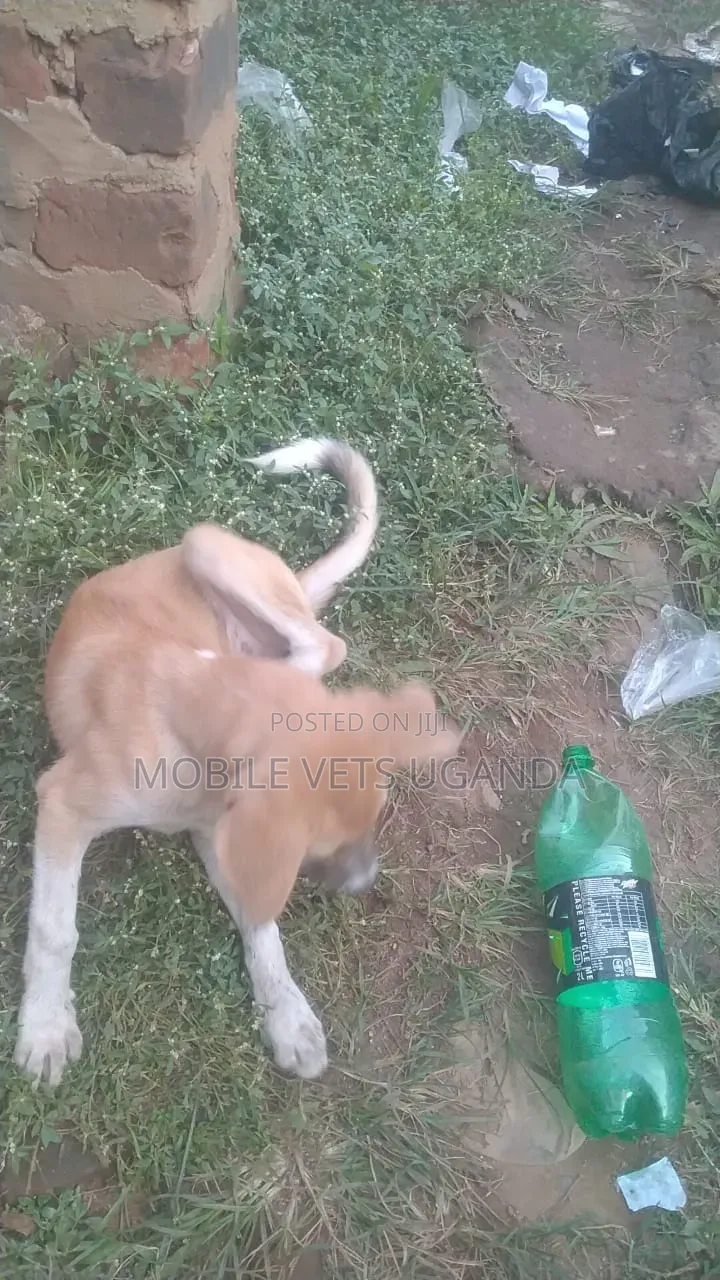 1-3 months Male Mixed Breed German Shepherd