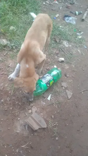 3-6 months Female Mixed Breed German Shepherd