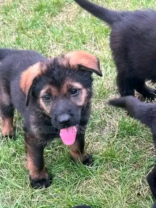 1-3 months Male Purebred German Shepherd