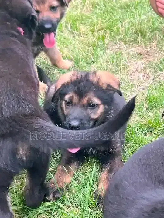 1-3 months Female Purebred German Shepherd