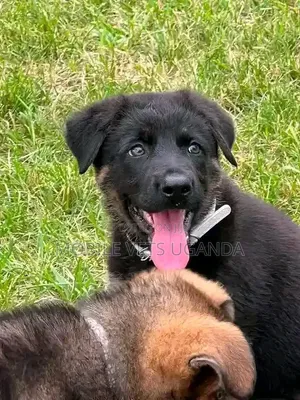 1-3 months Female Purebred German Shepherd