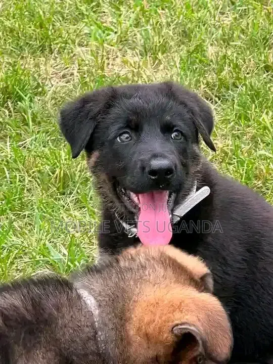 1-3 months Female Purebred German Shepherd