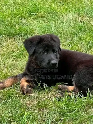 1-3 months Female Purebred German Shepherd