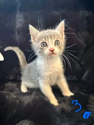 1-3 months Female Purebred Siamese