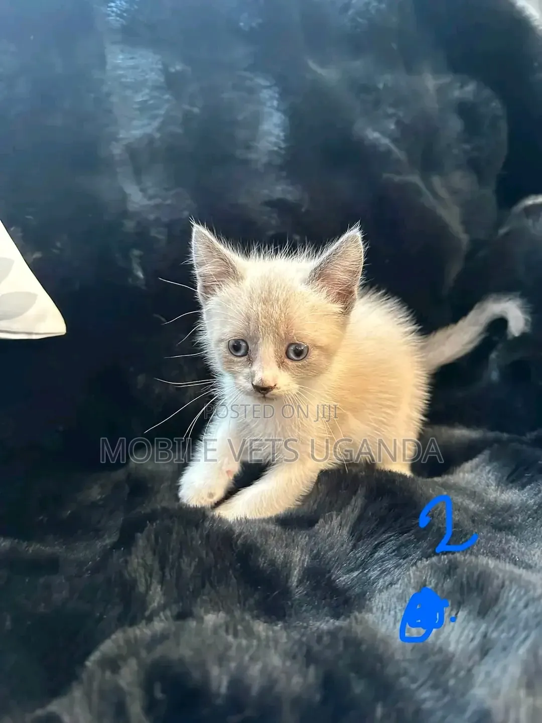 0-1 month Male Purebred Exotic
