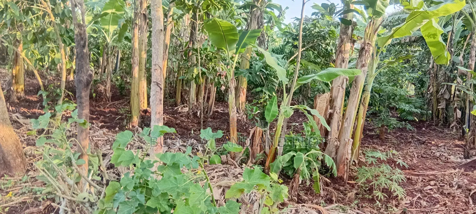 Prime 150×180 Ft, Petrol Station Land in Malindi, Wakisi Division