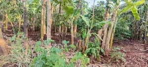 Prime 150×180 Ft, Petrol Station Land in Malindi, Wakisi Division