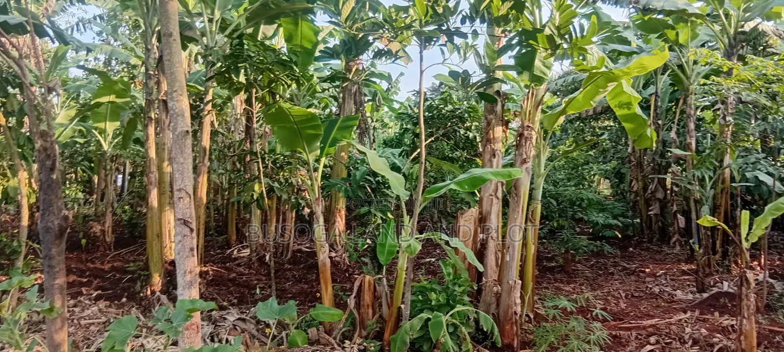 Prime 150×180 Ft, Petrol Station Land in Malindi, Wakisi Division
