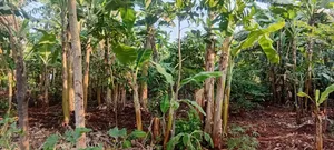 Prime 150×180 Ft, Petrol Station Land in Malindi, Wakisi Division