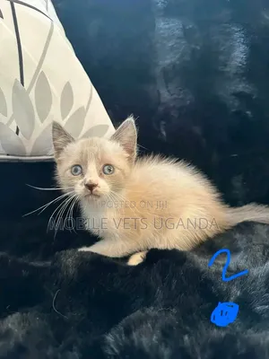 1-3 months Female Purebred Balinese