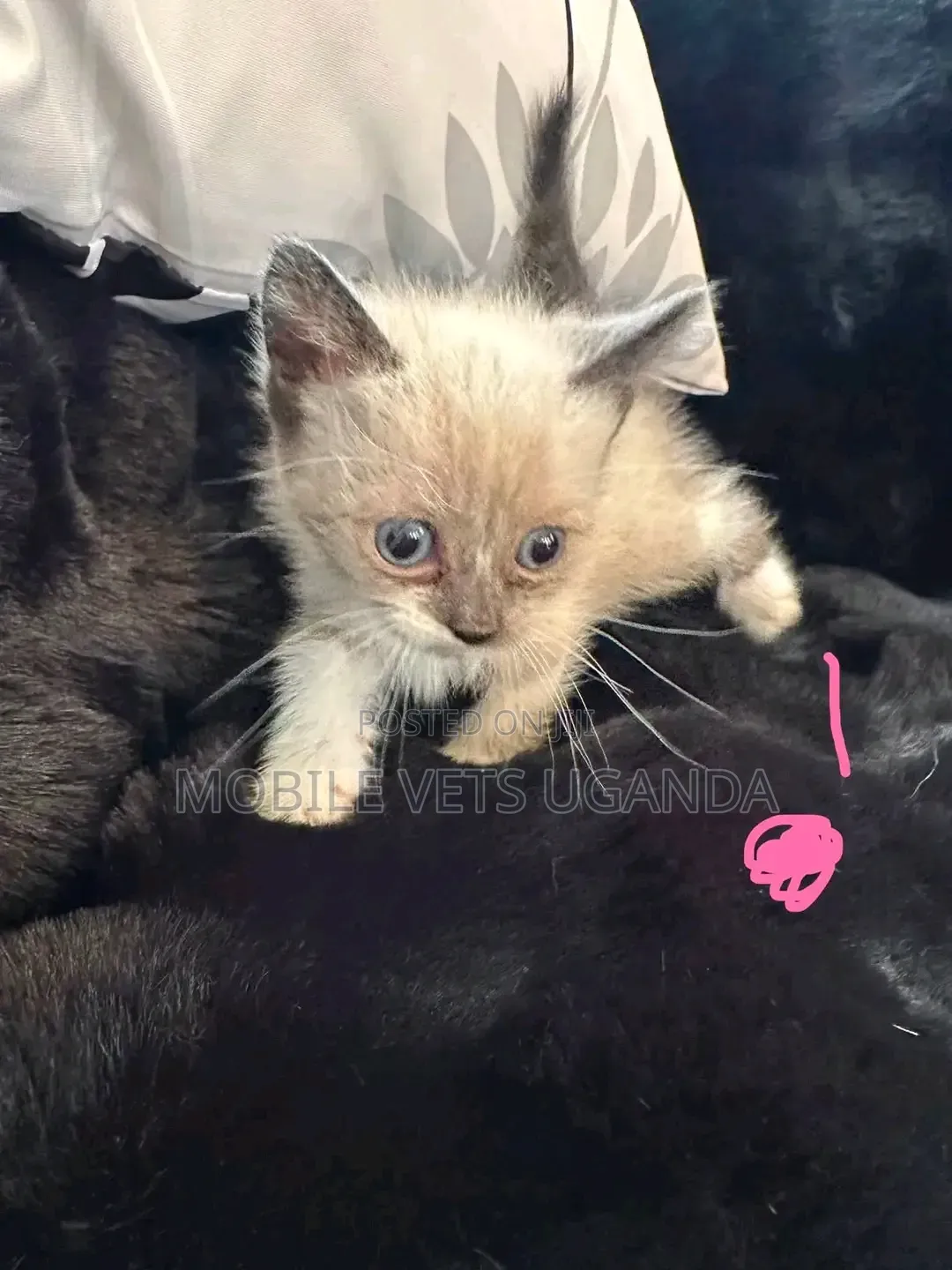 1-3 months Female Purebred American Bobtail