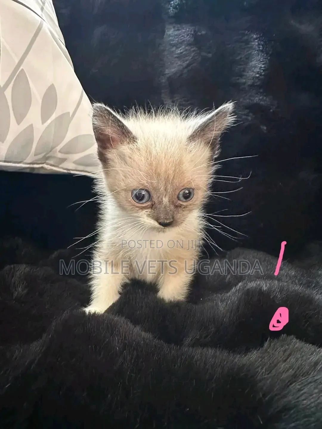 0-1 month Female Purebred Exotic