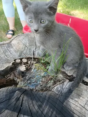 1-3 months Male Purebred American Curl