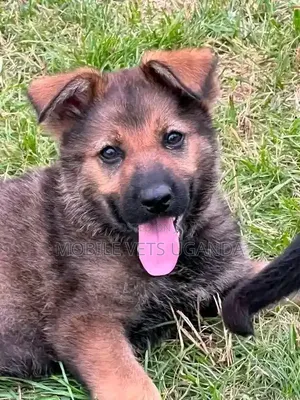 0-1 month Male Purebred German Shepherd