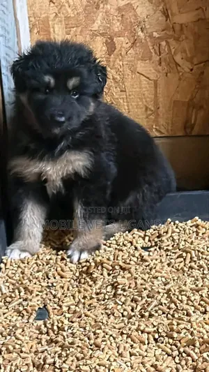 0-1 month Female Purebred German Shepherd