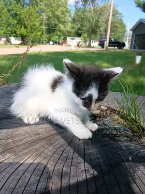 1-3 months Male Purebred Bombay
