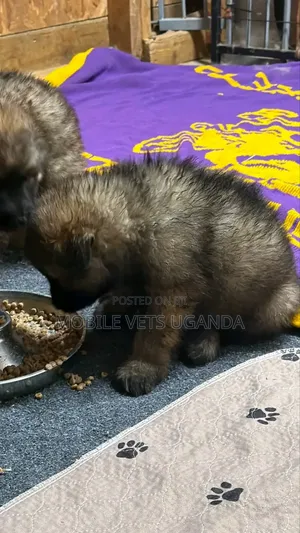 1-3 months Female Purebred German Shepherd