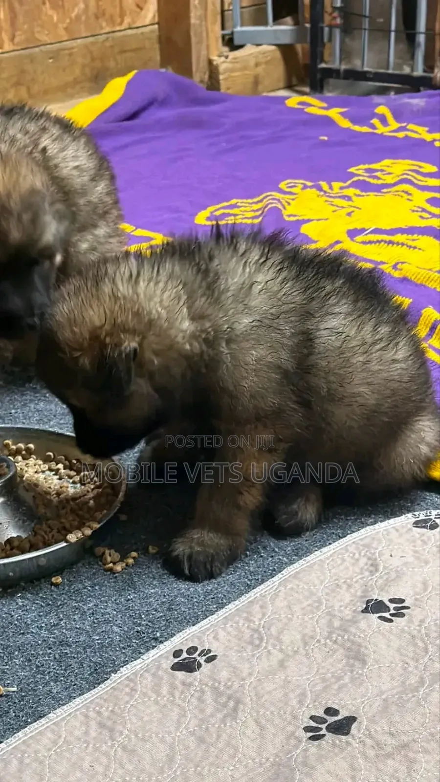 1-3 months Female Purebred German Shepherd