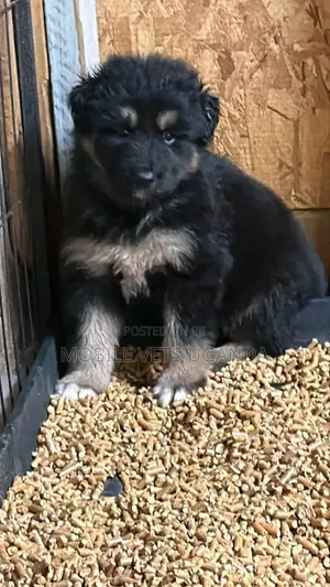 1-3 months Female Purebred German Shepherd