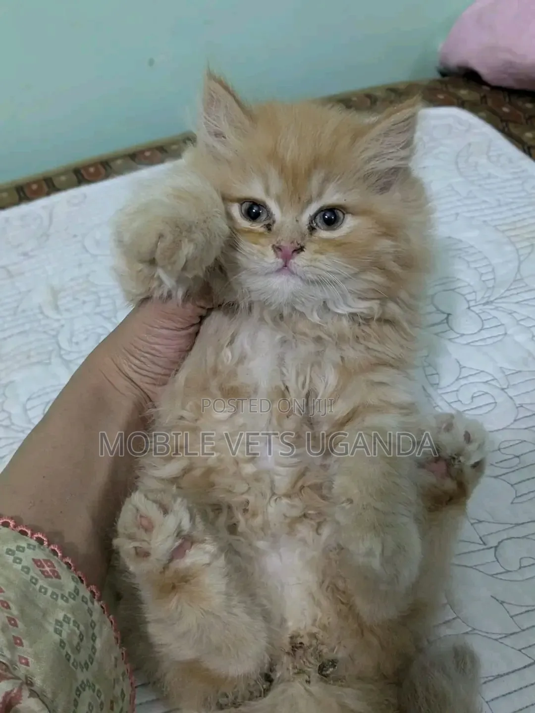 1-3 months Female Purebred Persian