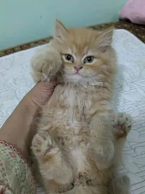 1-3 months Female Purebred Persian