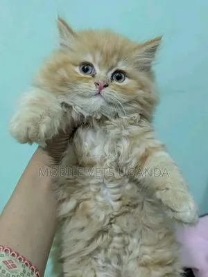 1-3 months Female Purebred Exotic