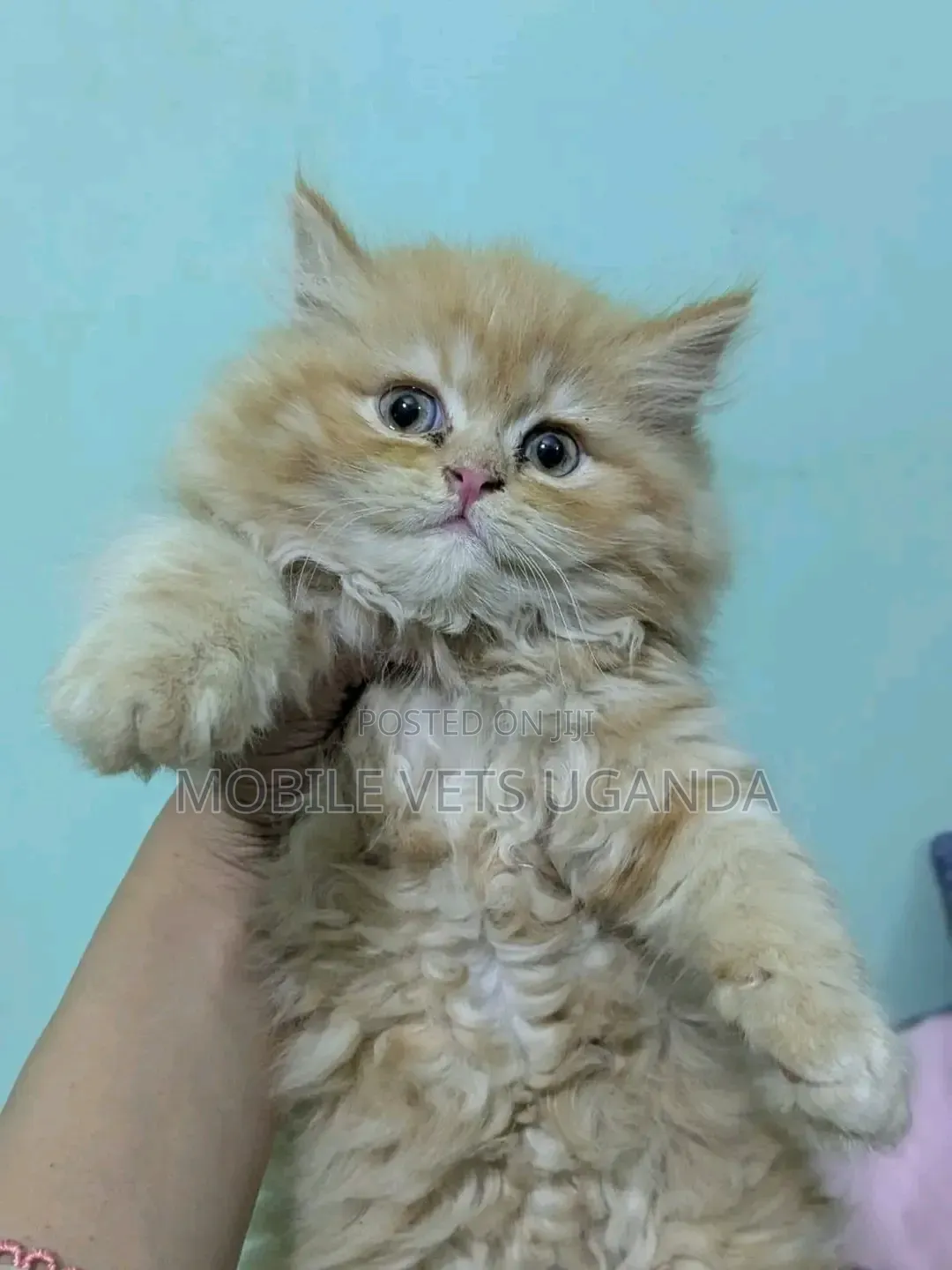 1-3 months Female Purebred Persian