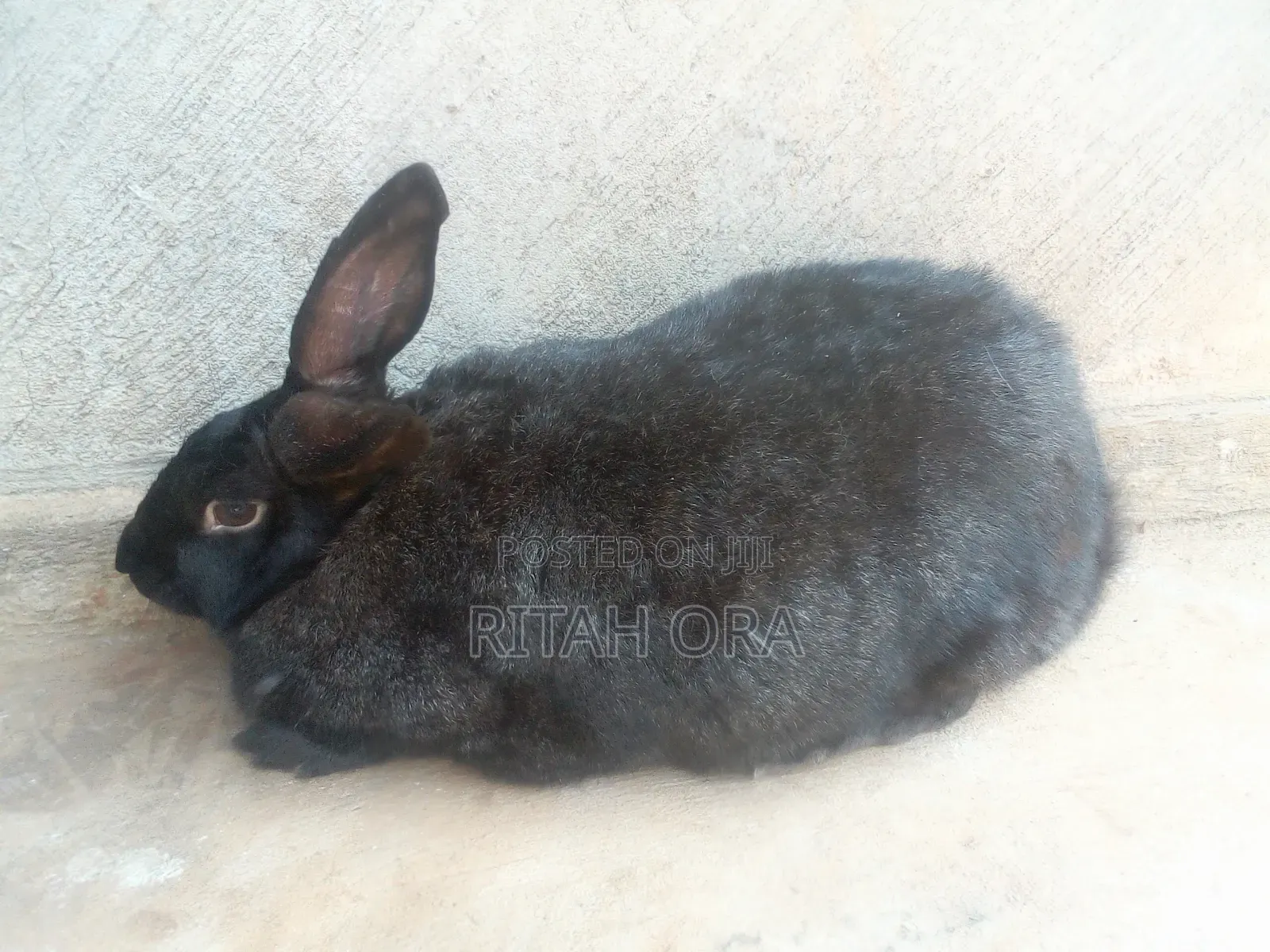 If You Are Looking for Good and Quality Breeds of Rabbits