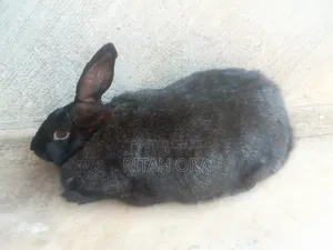 If You Are Looking for Good and Quality Breeds of Rabbits