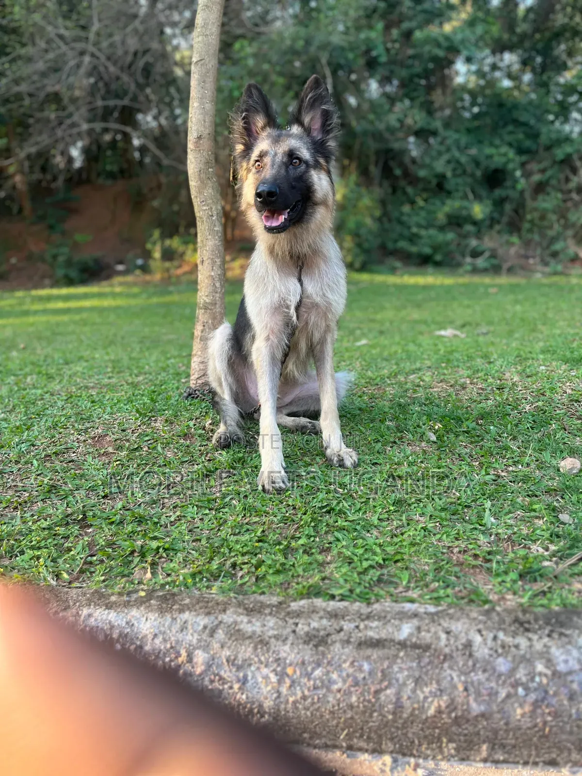 3-6 months Male Purebred German Shepherd