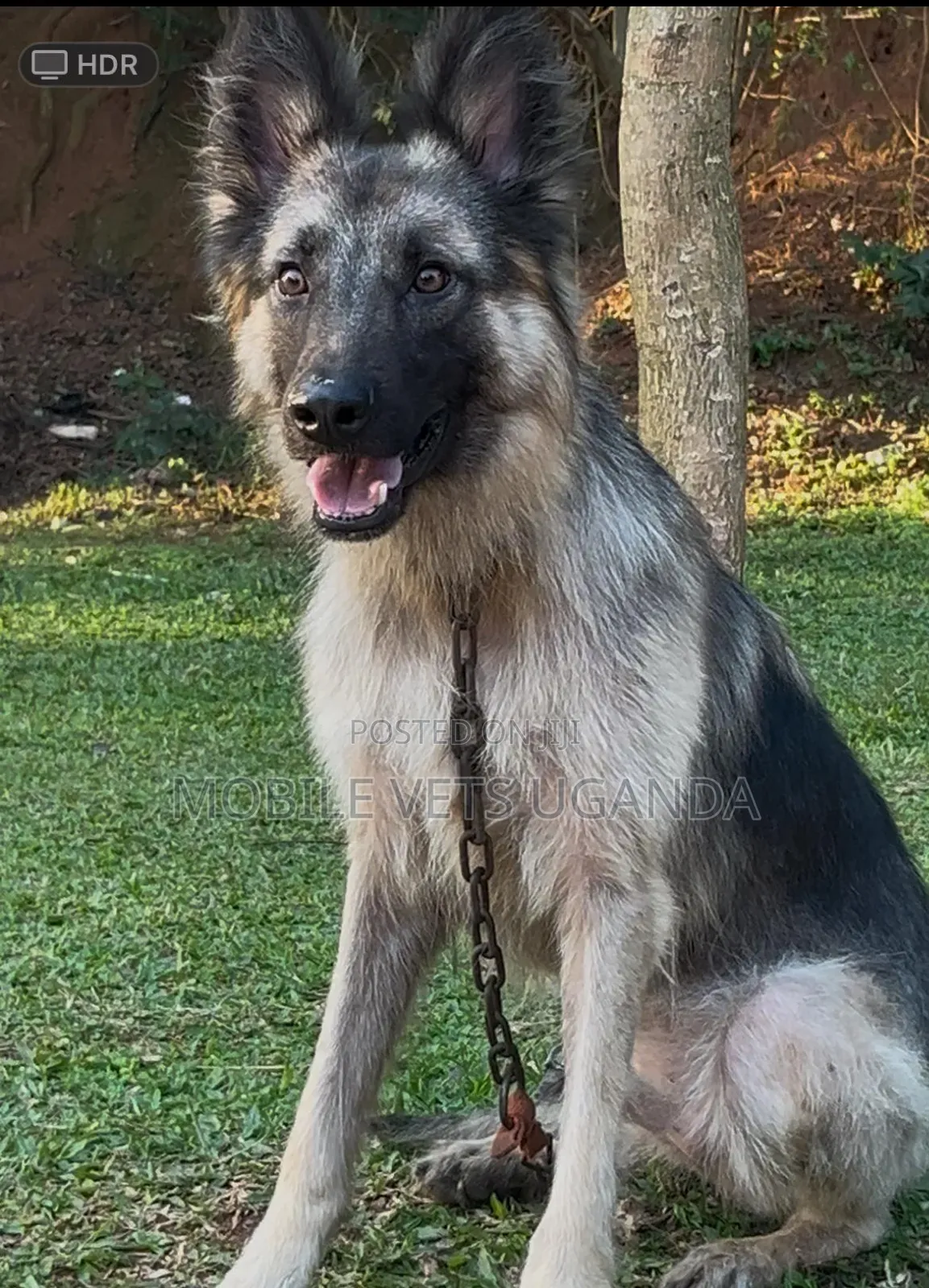 6-12 months Female Purebred German Shepherd