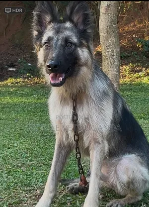6-12 months Female Purebred German Shepherd