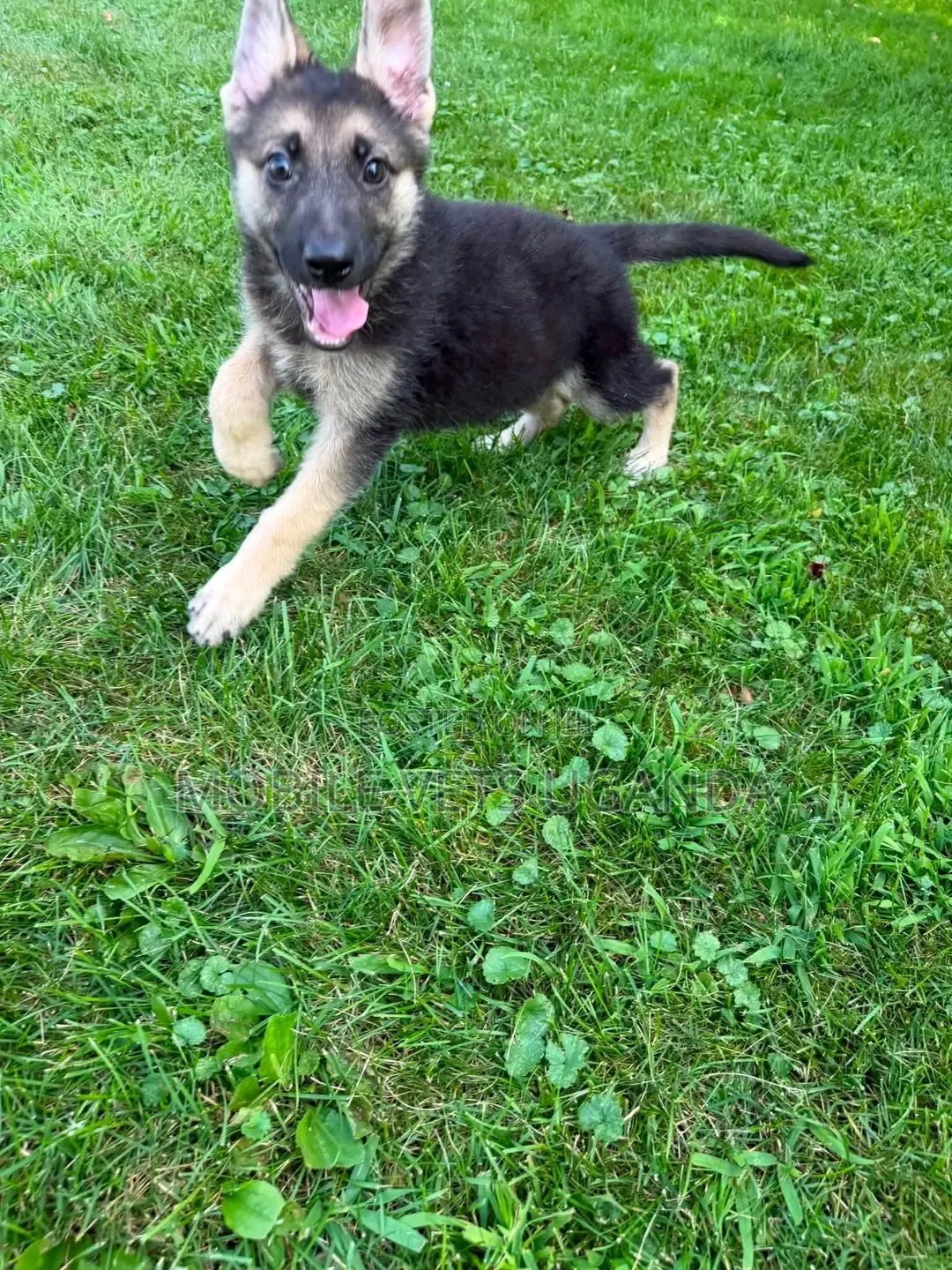 1-3 months Male Purebred German Shepherd