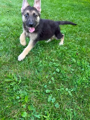1-3 months Male Purebred German Shepherd