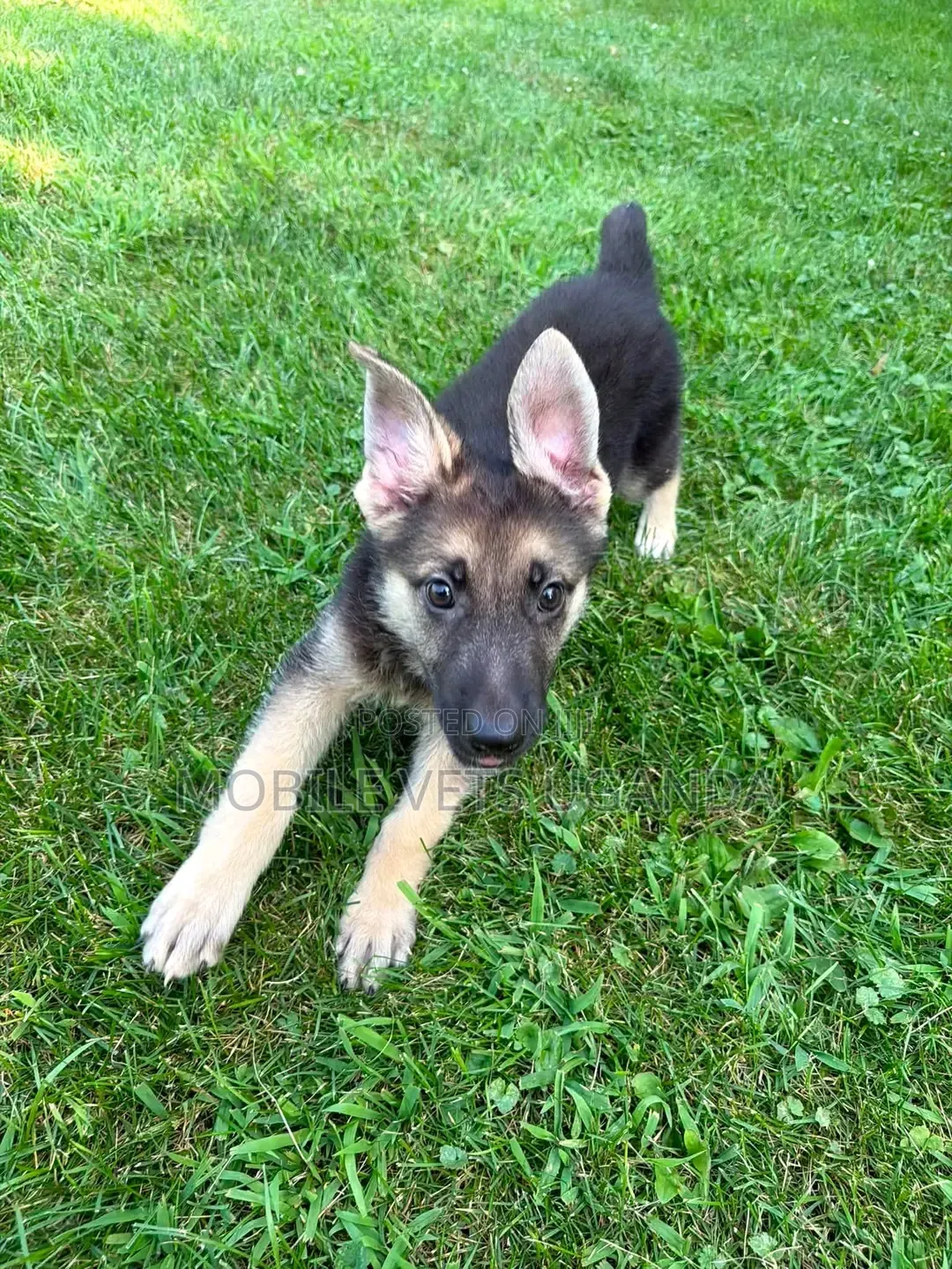 1-3 months Male Purebred German Shepherd