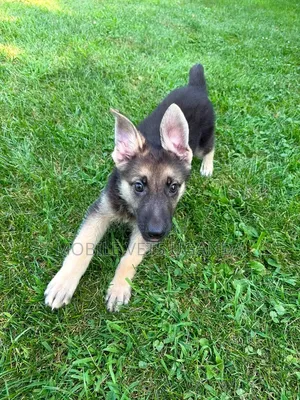 1-3 months Male Purebred German Shepherd