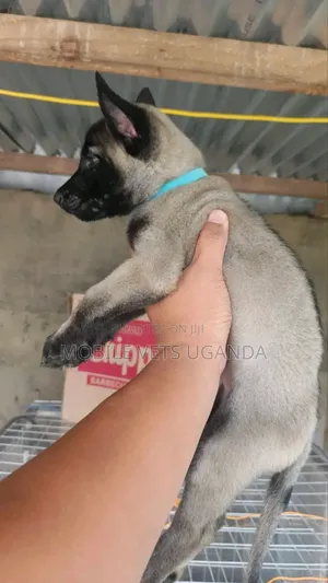 1-3 months Male Purebred Belgian Malinois