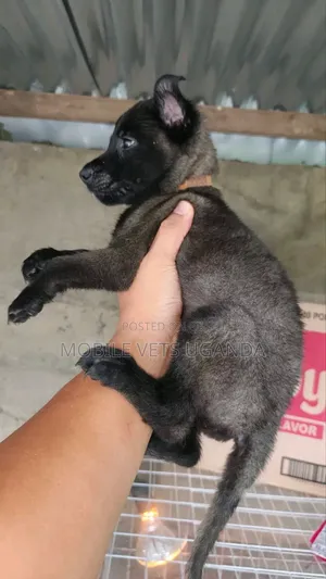 1-3 months Female Purebred German Shepherd