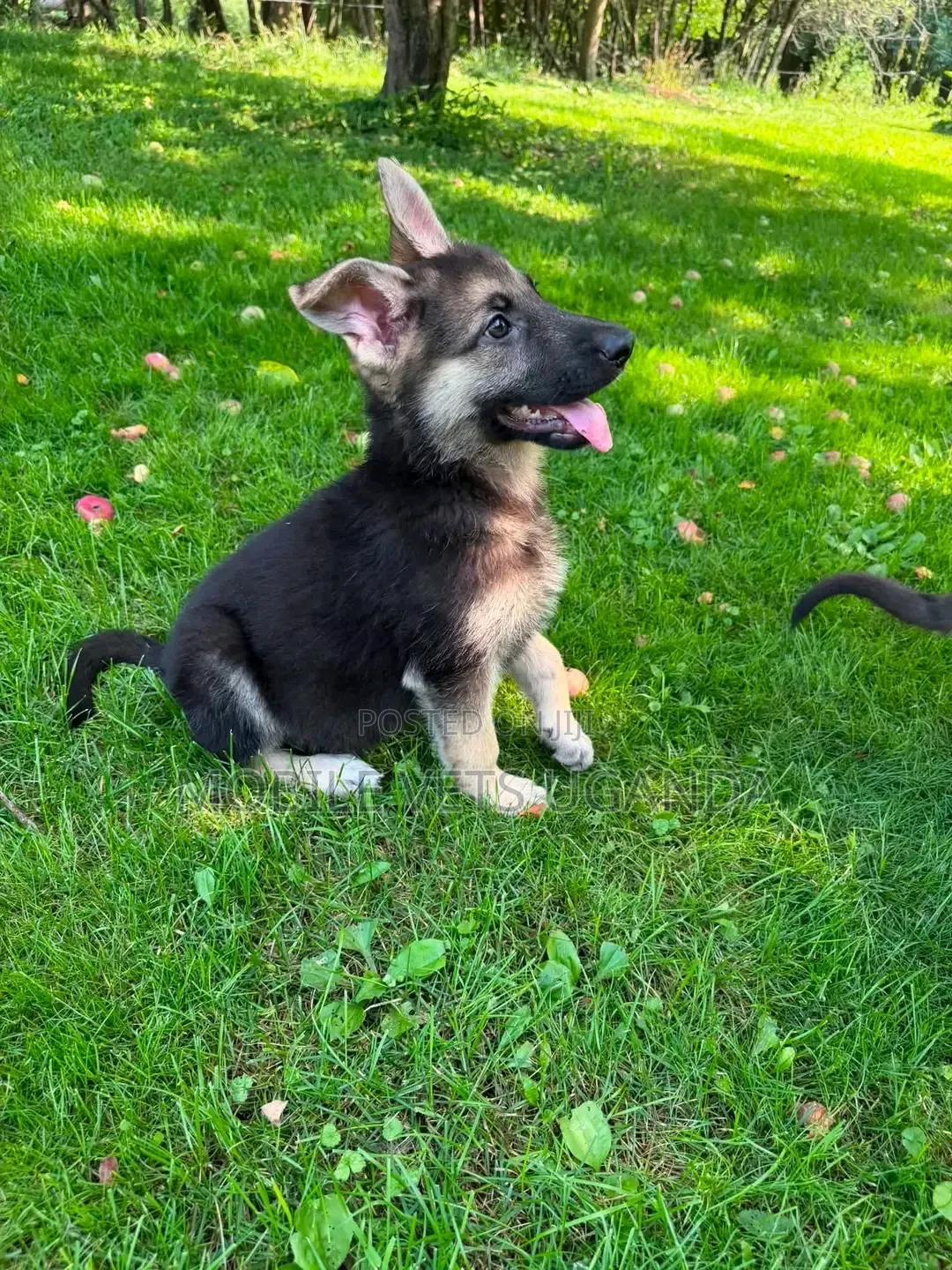 1-3 months Female Purebred German Shepherd
