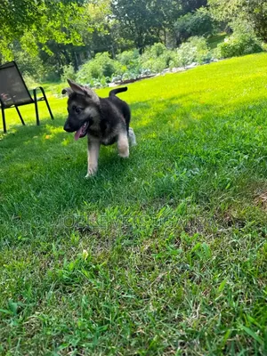 0-1 month Male Purebred German Shepherd