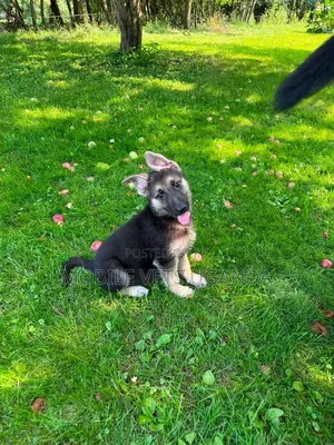 3-6 months Female Purebred German Shepherd