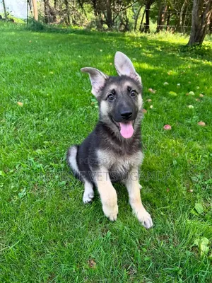 3-6 months Male Purebred German Shepherd