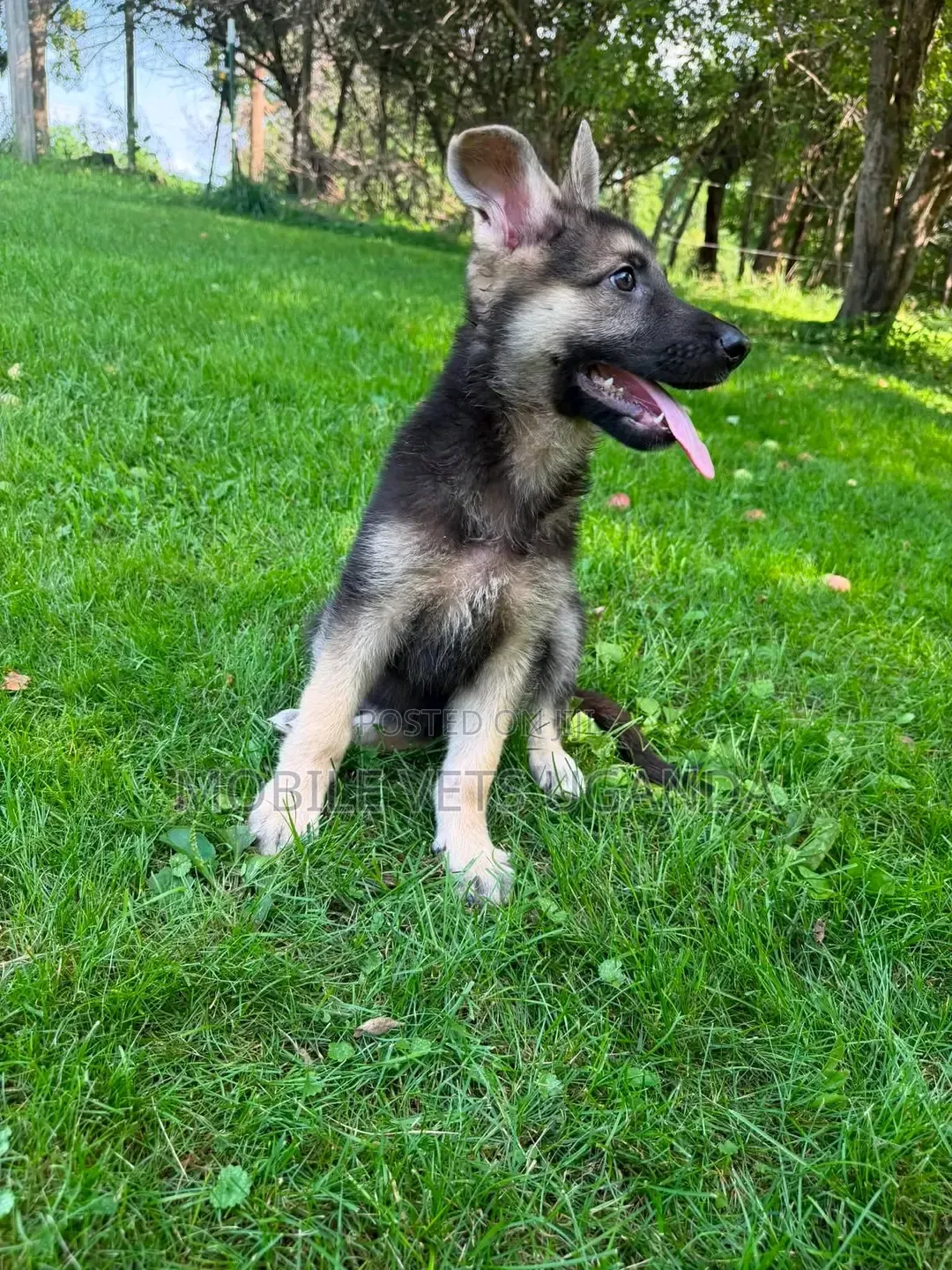 1-3 months Female Purebred German Shepherd